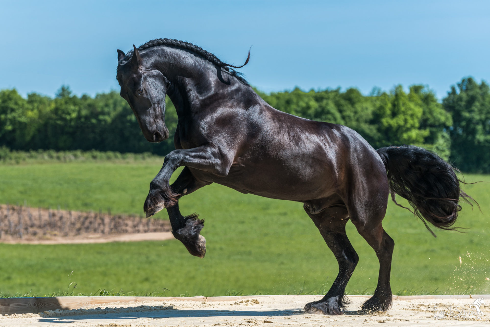 Le cheval en mouvement Grain de Pixel  photographe questre