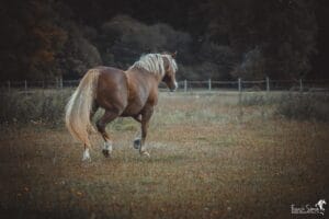 liberté-écurie-de-mark-grain-de-pixel-photographe-equestre-et-animalier-1-91