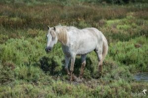 cheval-camargue-coeur-argent-sériephoto-equestre-franck-simon-photographe-équestre-et-animalier-charente-1