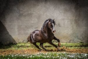 cheval-mouvement-grain-de-pixel-photographe-équestre-charente-franck-simon