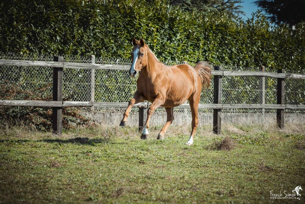 liberté-chevaux-séance-cavalier-franck-simon-grain-de-pixel-photographe-equestre-animalier-