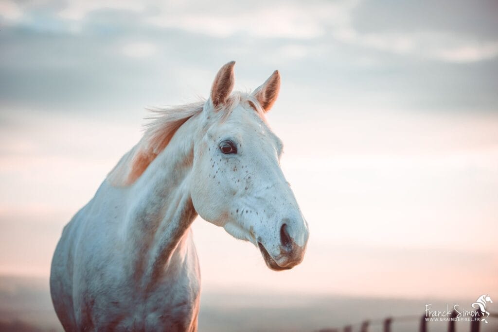 photographie-équetsre-expression-portrait-anglo-arabe-pré-grain-de-pixel-photographe-equestre-9