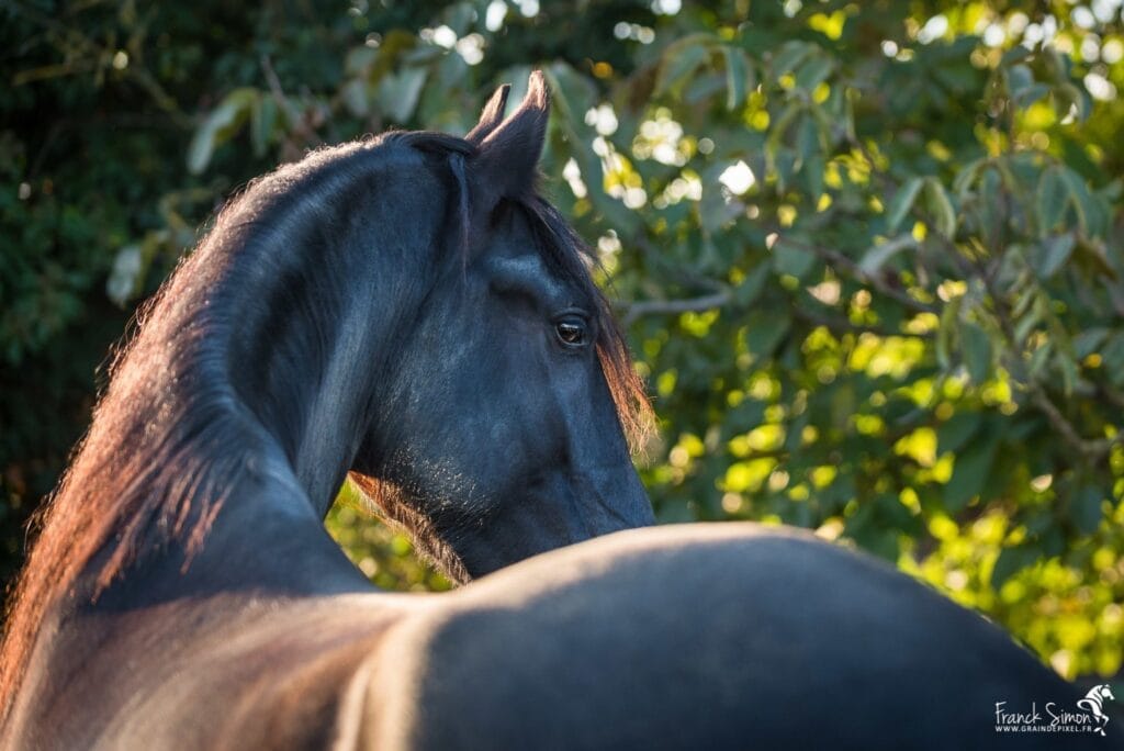 photographier-chevaux-portrait-cheval-grain-de-pixel-photographe-equestre-21