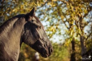 portrait-cheval-grain-de-pixel-photographe-equestre-21