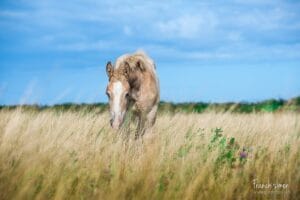 trait-breton-grain-de-pixel-photographe-equestre