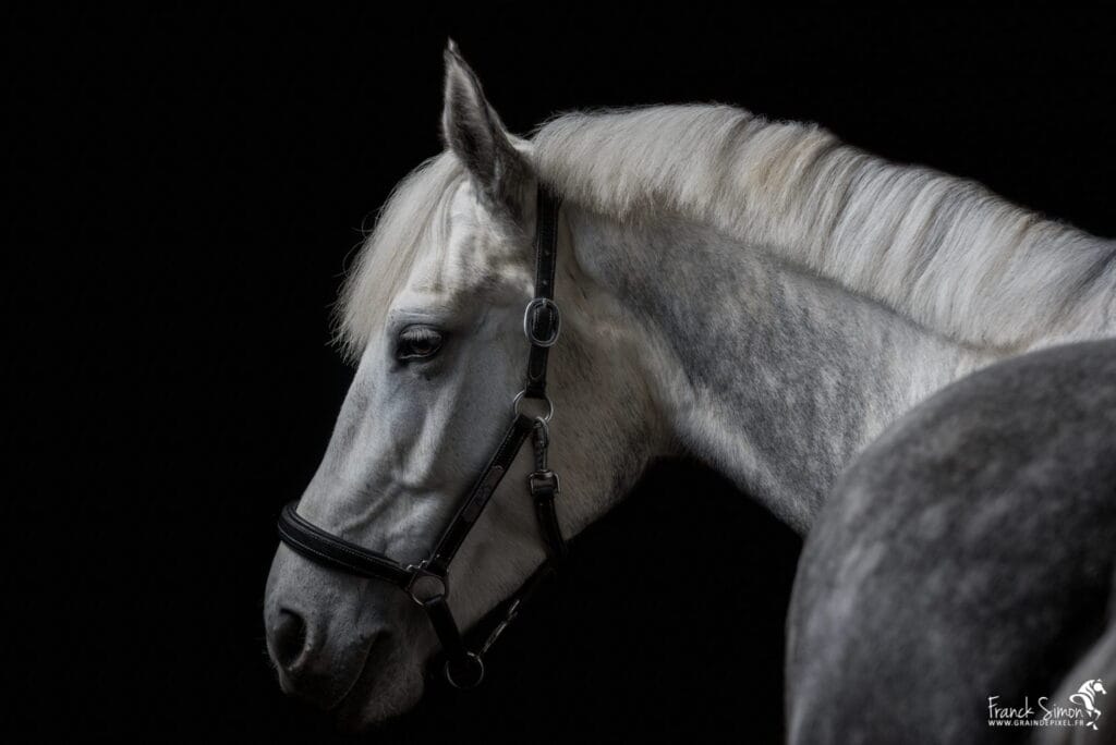 studio-equestre-grain-de-pixel-photographe-equestre-animalier-1