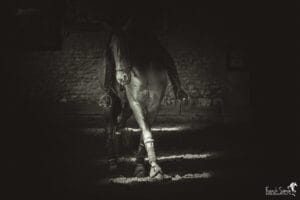 danse-lumière-cheval-bavard-grain-de-pixel-photographe-equestre-et-animalier-1