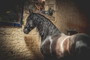 photographier-cheval-manège-couvert-grain-de-pixel