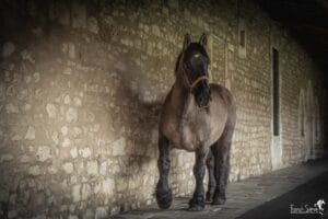 cloitre-couvent-carme-trait-poitevin-force-tranquille-série-photo-equestre-franck-simon-photographe-équestre-et-animalier-charente-1