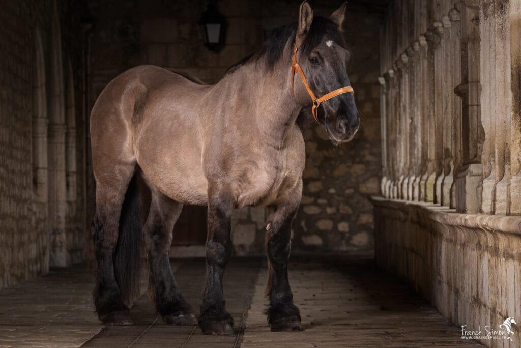 cloitre-couvent-carme-trait-poitevin-force-tranquille-série-photo-equestre-franck-simon-photographe-équestre-et-animalier-charente-1