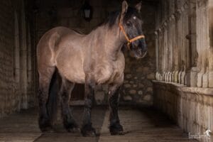 cloitre-couvent-carme-trait-poitevin-force-tranquille-série-photo-equestre-franck-simon-photographe-équestre-et-animalier-charente-1