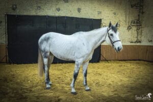studio-cheval-equites-grain-de-pixel-photographe-equestre-12