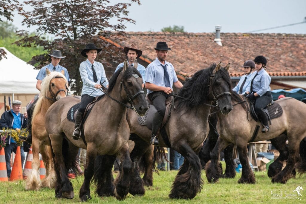 trait-poitevin-hiesse-grain-de-pixel-photographe-equestre-animalier-2