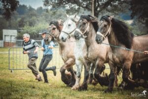 trait-poitevin-hiesse-grain-de-pixel-photographe-equestre-animalier-2