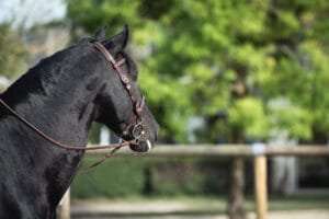 la collaboration en photo - franck simon - grain de pixel - photographe équestre et canin - angoulême - charente