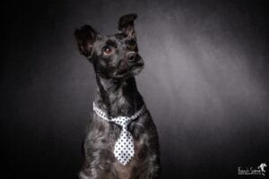 chien-chat-jardiland-grain-de-pixel-photographe-equestre-animalier-3-2