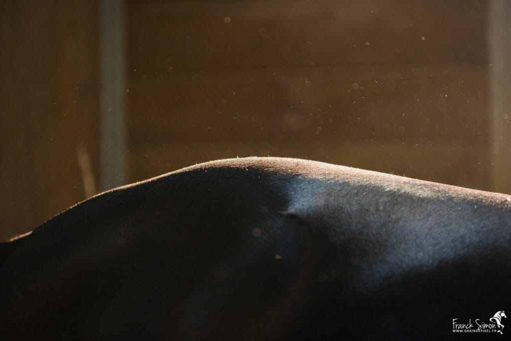 détail-regard-équestre-chevaux-franck-simon-grain-de-pixel-photographe-equestre-et-animalier-charente