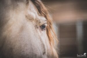 détail-regard-équestre-chevaux-franck-simon-grain-de-pixel-photographe-equestre-et-animalier-charente