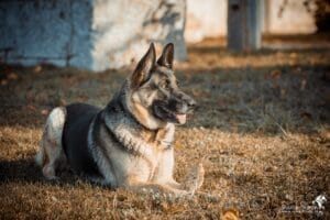 berger-allemand-paulinel-franck-simon-grain-de-pixel-photographe-equestre-animalier-4