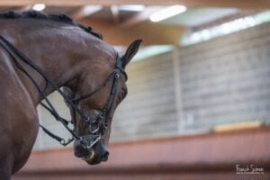 cheval-bavard-rencontres-saumur-ENE-grain de pixel -photographe equestre