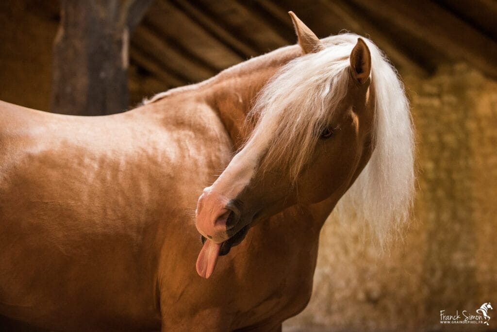 cheval-bavard-grain-de-pixel-photographe-equestre-et-animalier-1-88 - influenceurs - photos gratuites
