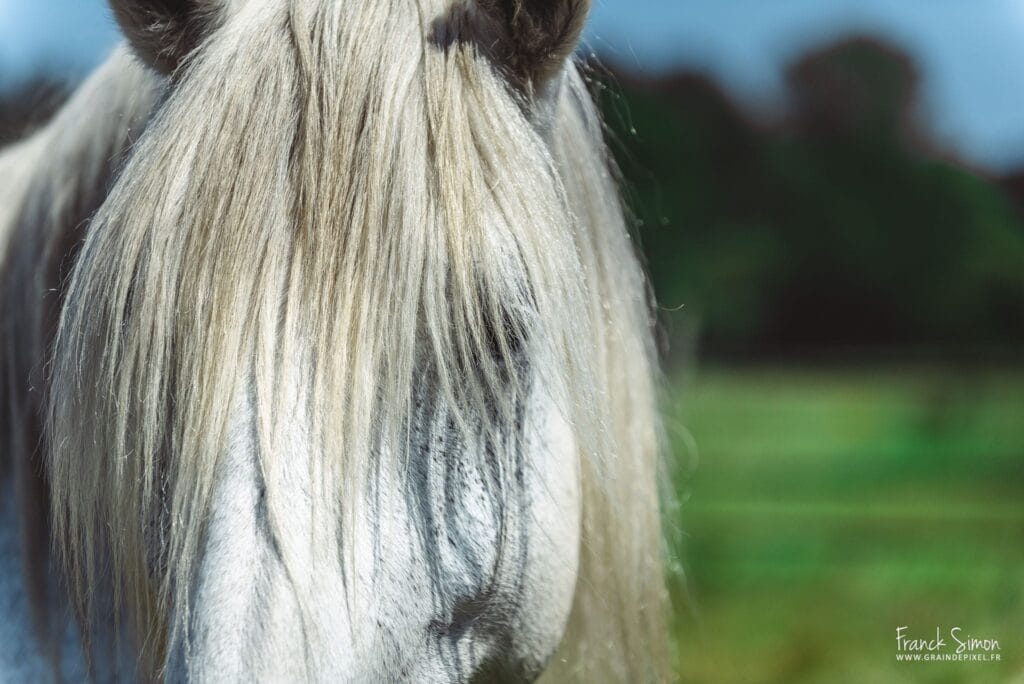10-erreurs-photographie-equestre-grain-de-pixel