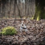 105-art-sigma-grain-de-pixel-photographe-animalier-equestre