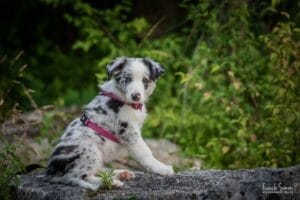 signature-photographie-grain-de-pixel-photographe-chien