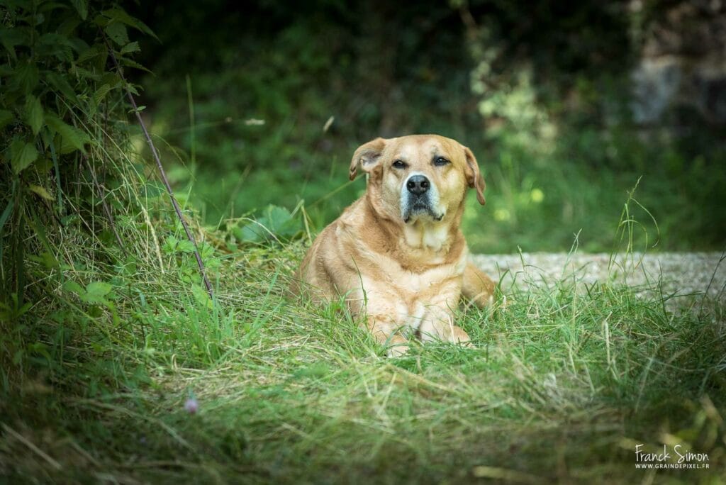 photographie-spa-refuge-protection-animaux