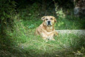photographie-spa-refuge-protection-animaux