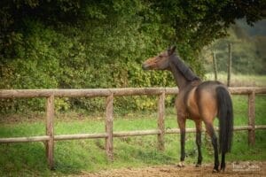 tarifs-photographe-professionnel-grain-de-pixel-photographe