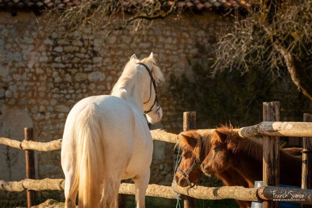 collaboration-photographe-equestre-animalier-grain-de-pixel