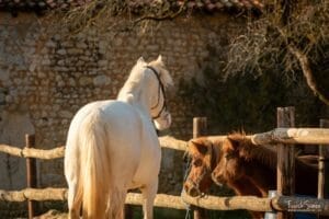 collaboration-photographe-equestre-animalier-grain-de-pixel