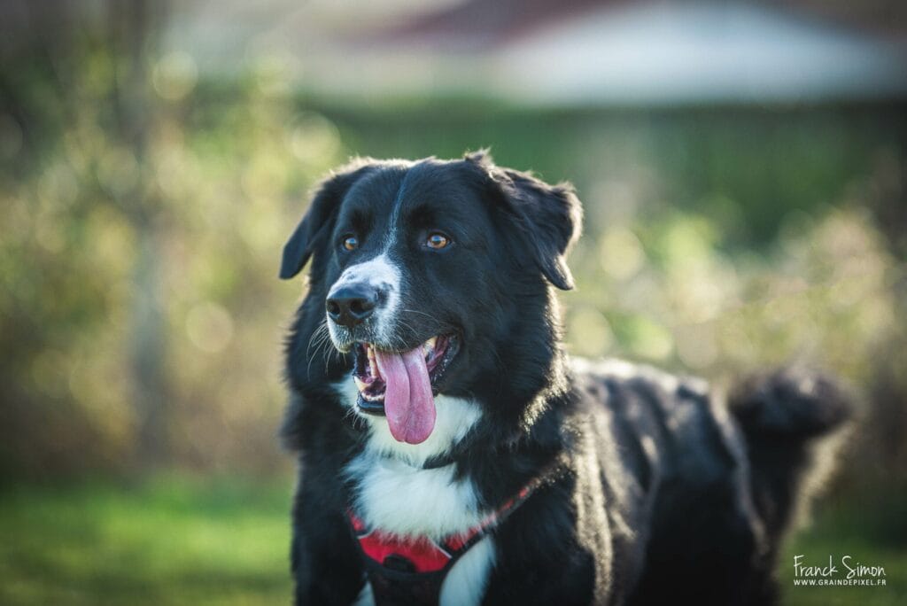 sigma-105-1.4-art-photographie-equine-canine-grain-de-pixel