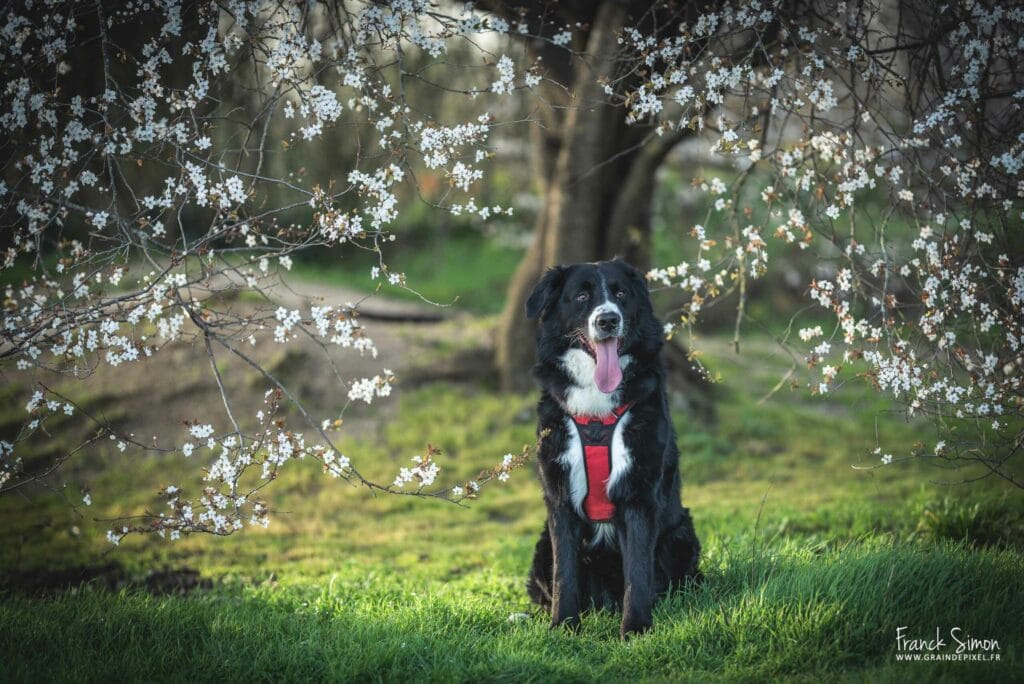 sigma-105-1.4-art-photographie-equine-canine-grain-de-pixel