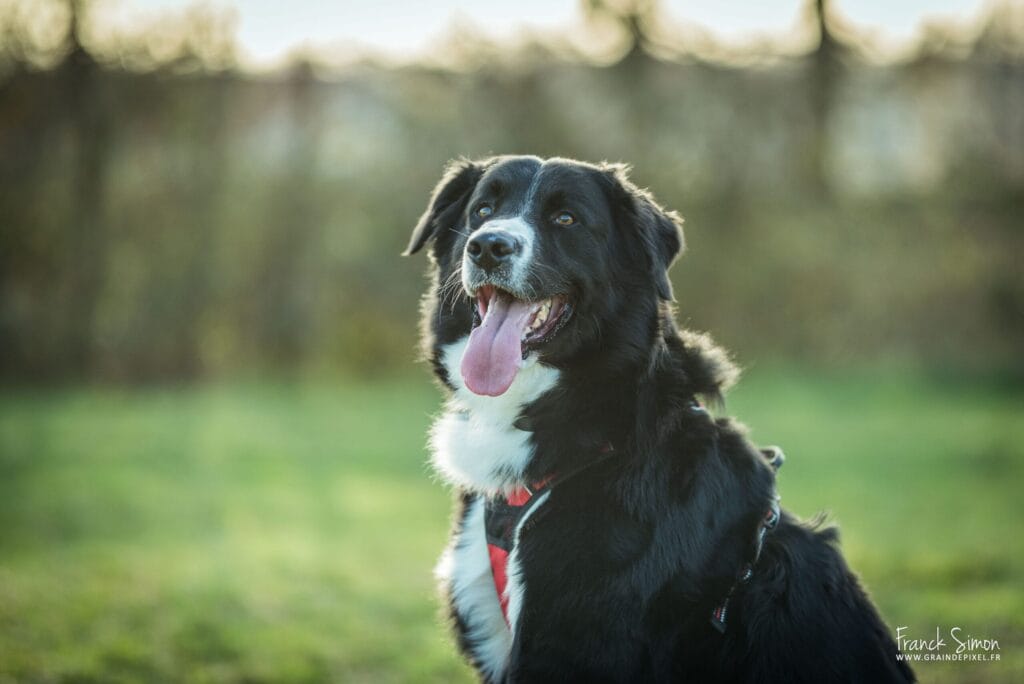 sigma-105-1.4-art-photographie-equine-canine-grain-de-pixel