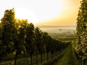 trait-de-vigne-force-tranquille