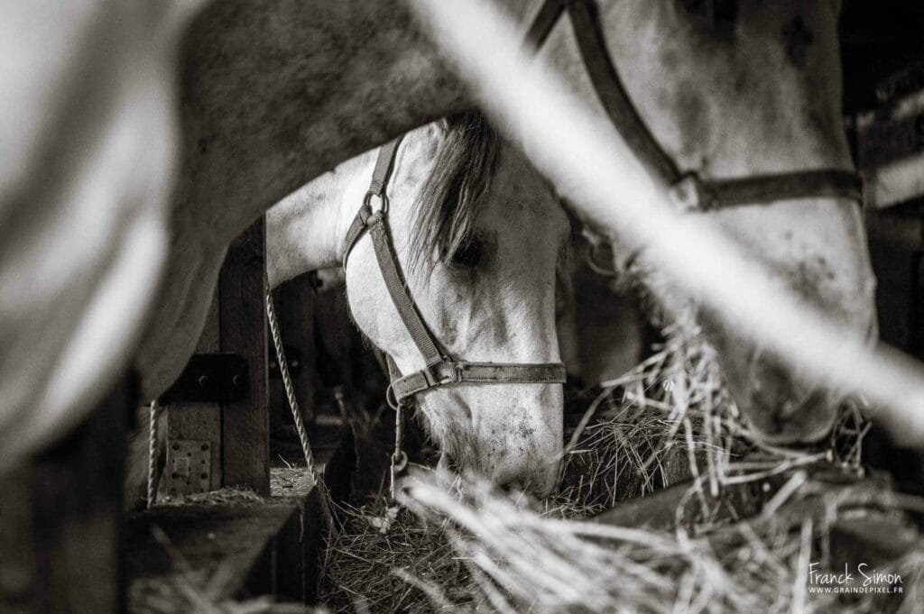 percherons-cheval-des-vignes-grain-de-pixel