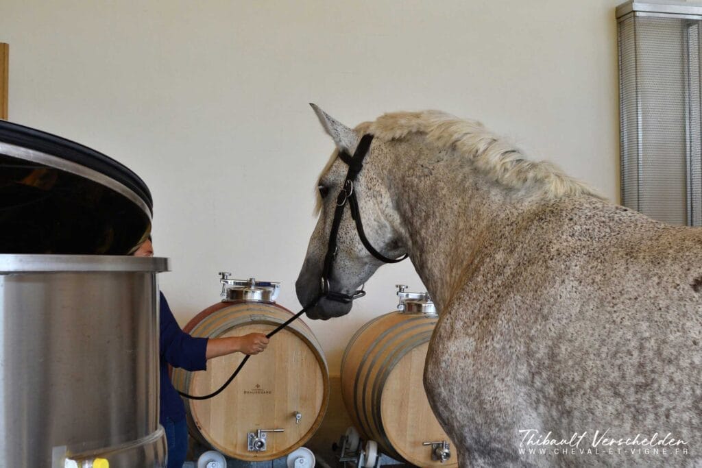 Cheval-des-vignes-chateau-petit-village-pommerol-credit-photo-cheval-et-vigne