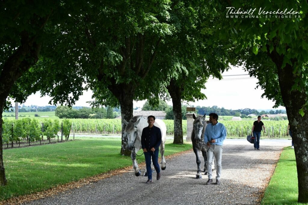Cheval-des-vignes-chateau-petit-village-pommerol-credit-photo-cheval-et-vigne