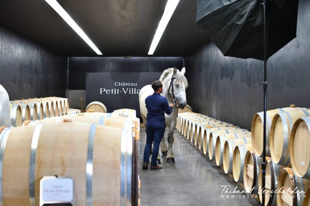 Cheval-des-vignes-chateau-petit-village-pommerol-credit-photo-cheval-et-vigne