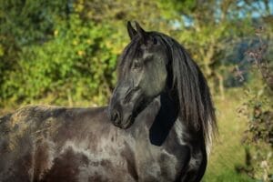 frison-cheval-photographie-équestre