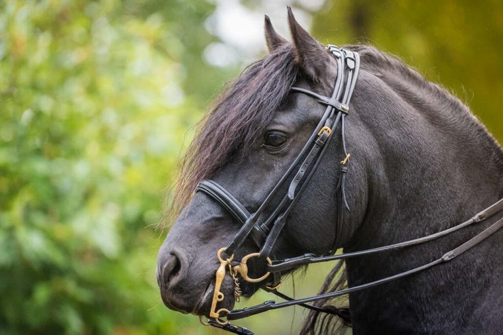 10 questions à se poser avant de se lancer dans la photographie professionnelle - Franck SIMON - photographe équin et canin en Charente