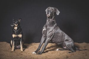 questions-avant-photographe-professionnels