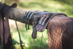 crer-entreprise-photographe-equestre-animalier