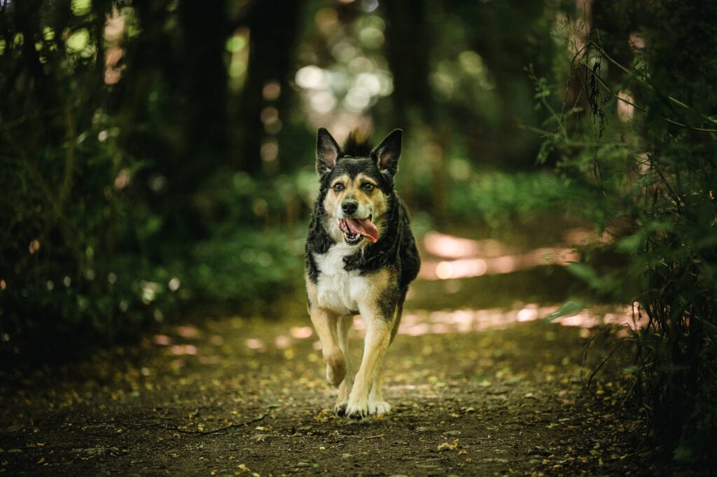 photographie-canine-choisir-objecti-photo-chien