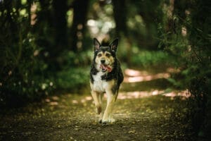 photographie-canine-choisir-objecti-photo-chien