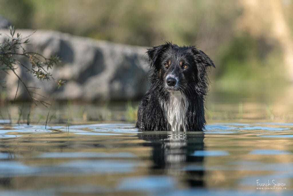 border-collie-rivière-style-photographie-grain-de-pixel