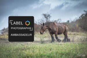 label-photo-amabassadeur-grain-de-pixel