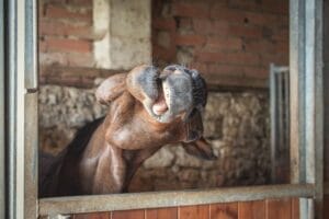 formation - formateur - photographe - grain de pixel - photographe équestre et canin - charente